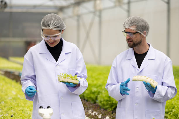 istock Hydroponic researcher accelerate plant growth in controlled greenhouse using pure solutions, samples 1645284913