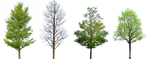 istock Clipped image of street trees (white background) 1645288008
