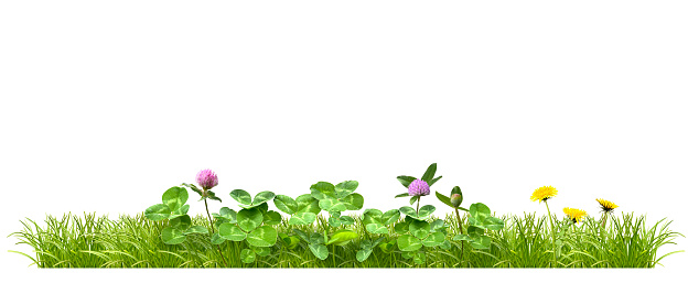 I cropped a photo of clover in the field and removed the background.