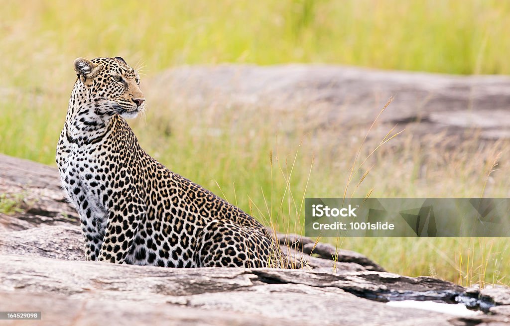 Leopard One Side View Leopard On The Rock Side View Sitting Stock Photo - Download Image Now ...