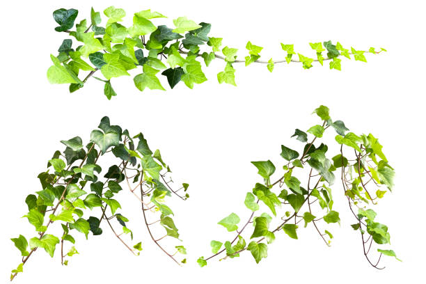 istock Cutout image of a beautiful green ivy leaf (white background) 1645294388