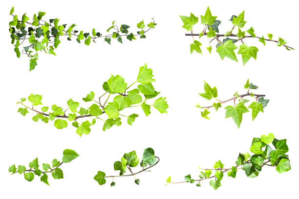 I cut out the beautiful green leaves and removed the background.