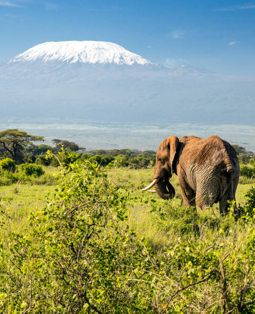 istock Peak of the Mt Kilimanjaro 164530142