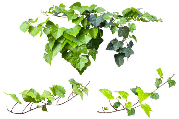 istock Cutout image of a beautiful green ivy leaf (white background) 1645304979