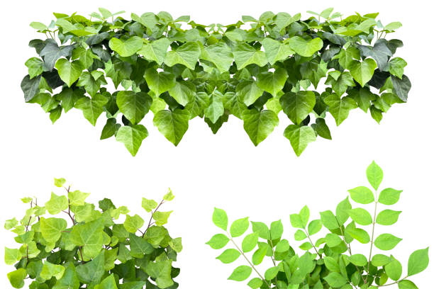istock Cutout image of a beautiful green ivy leaf (white background) 1645307063