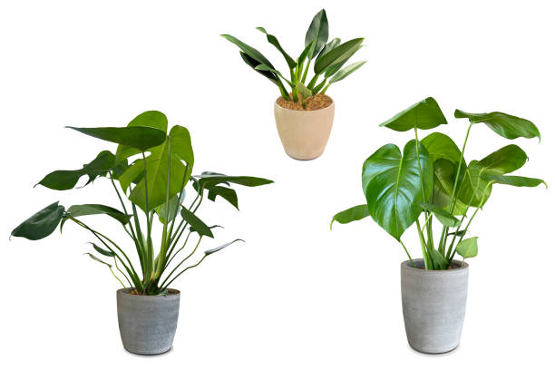 istock Cutout image of ornamental foliage plant (white background) 1645309714