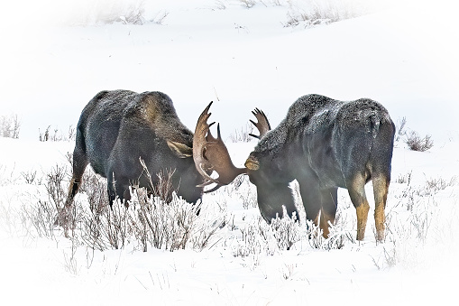 Bull moose fighting in the Yellowstone Ecosystem in western USA of North America. Nearest cities are Gardiner, Cooke City, Bozeman, Billings Montana, Salt Lake City, Utah, Denver, Colorado, Jackson and Cody, Wyoming. One antler has been shed in the scuffle.
