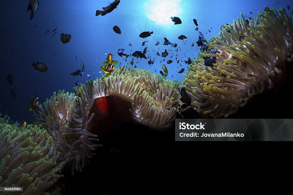 Vida subaquática - Foto de stock de Amphiprion Percula royalty-free