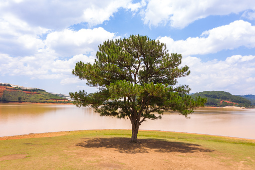 With breathtaking natural scenery, the lonely pine tree is considered one of the top 15 places to check in Da Lat not to be missed. If you are looking for a place to organize team building in Da Lat, the lonely pine tree area is a great suggestion. Because this place has a very spacious open space, it is comfortable to organize outdoor fun activities for groups of over 100 people.