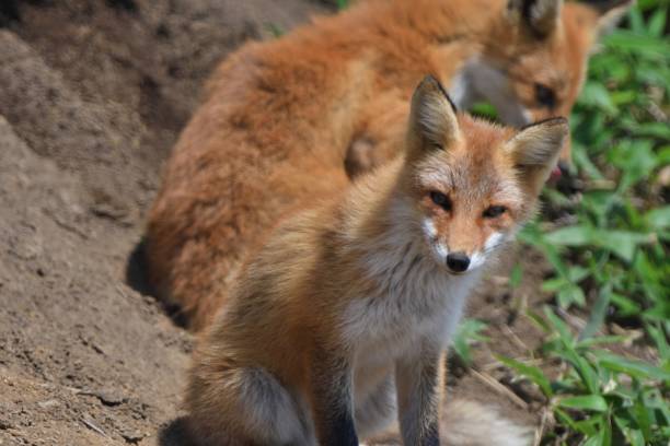 istock Ezo red fox at Cape Shirepa, Hokkaido. 1645322830