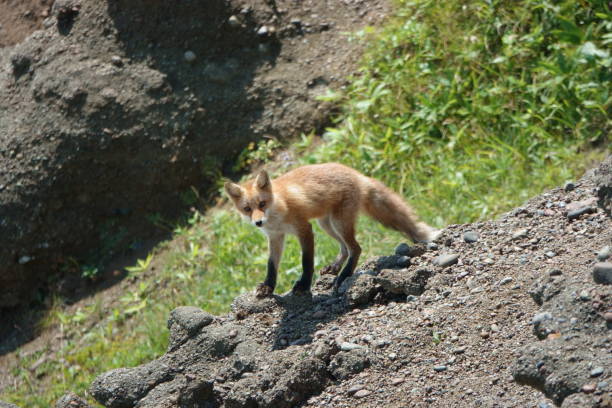 Arctic or polar fox looking for food at a tourist camp outside Ilulissat in western Greenland which is an UNESCO World Heritage Site due to the Ice Fjord