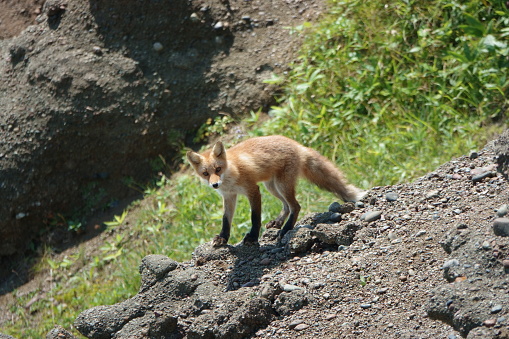 Ezo red foxes at Cape Shirepa, Hokkaido.