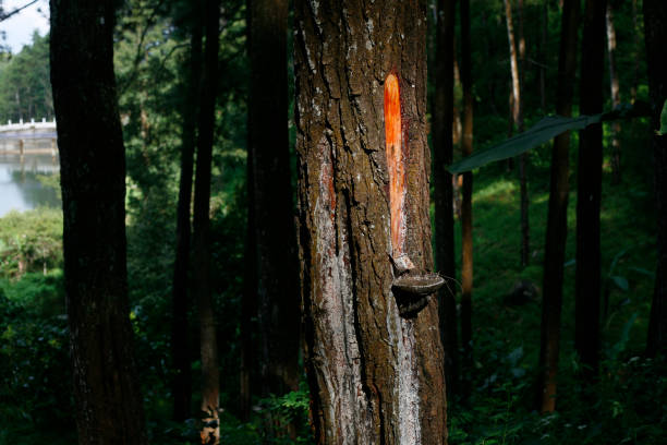 Birch Tree Trunk with bark disease
