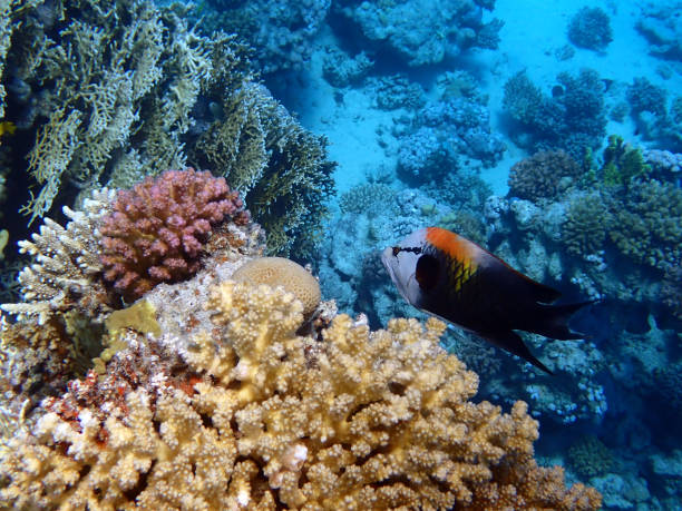 istock Sling-jaw wrasse - (Epibulus insidiator) 1645337027