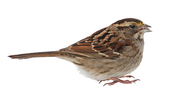 istock White-throated Sparrow Isolated 164534300
