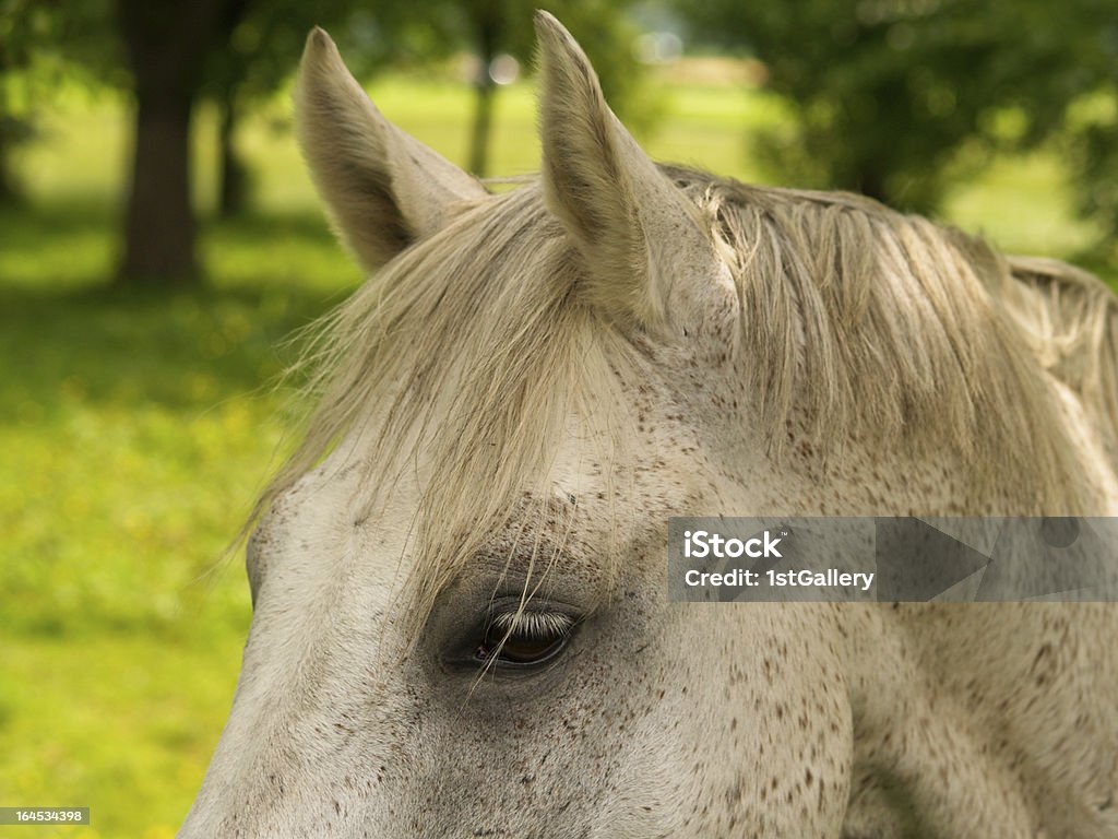 말 데테일 머리, 눈, 귀 - 로열티 프리 Gelding 스톡 사진