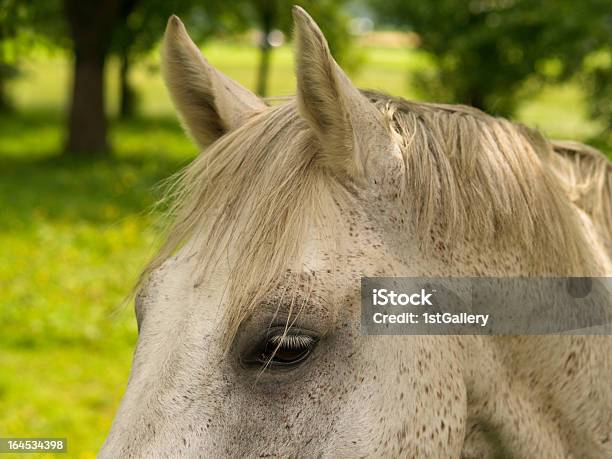 Koń Szczegóły Oczu I Uszu Głowy - zdjęcia stockowe i więcej obrazów Biały - Biały, Bliski, Brązowy