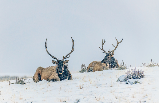 Bull elk resting on hill top in the Yellowstone Ecosystem in western USA of North America. Nearest cities are Gardiner, Cooke City, Bozeman, Billings Montana, Salt Lake City, Utah, Denver, Colorado, Jackson and Cody, Wyoming.