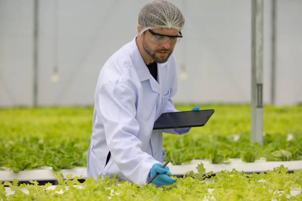 istock Hydroponic researcher accelerate plant growth in controlled greenhouse using pure solutions, samples 1645369211