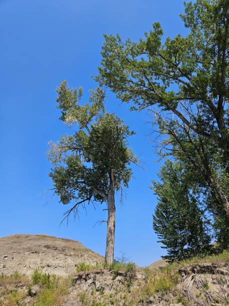 istock Looking up at tree with green leaves and a clear blue sky. 1645371305