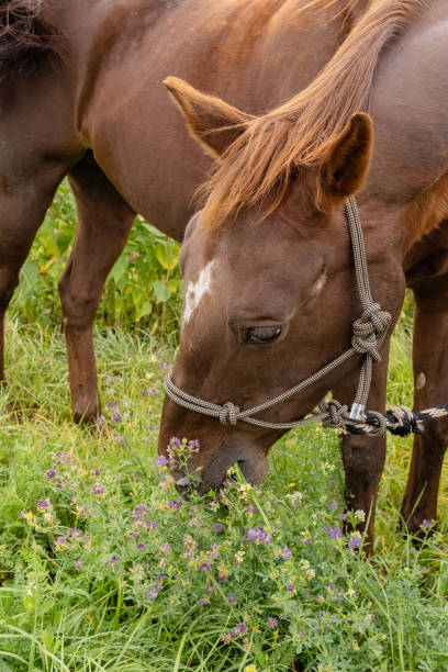 istock Chestnut colored horse with its head bent down and grazing. 1645371309