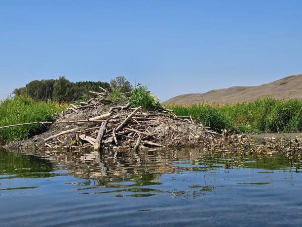 istock Beaver dam along the riverbank 1645371321
