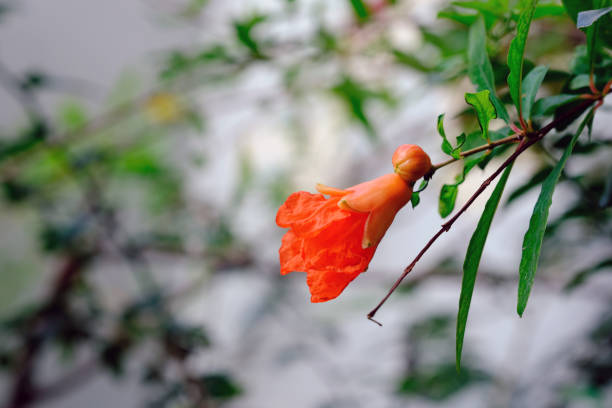orange pomegranate flower with leaves blur background