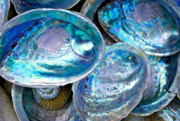 paua abalone shell (neuseeland) - muschel tier stock-fotos und bilder