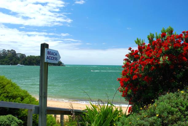 dostęp do plaży na kaiteriteri, lato - abel tasman national park zdjęcia i obrazy z banku zdjęć