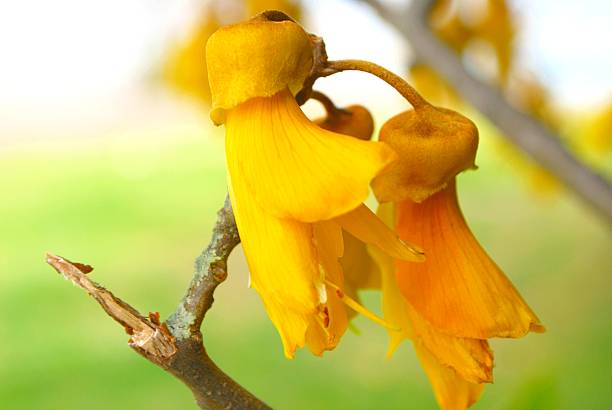 kowhai bloom, весна - plant size стоковые фото и изображения