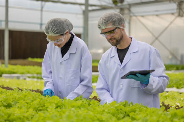 istock Hydroponic researcher accelerate plant growth in controlled greenhouse using pure solutions, samples 1645375090