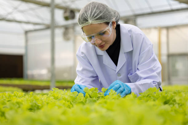 istock Hydroponic researcher accelerate plant growth in controlled greenhouse using pure solutions, samples 1645377092