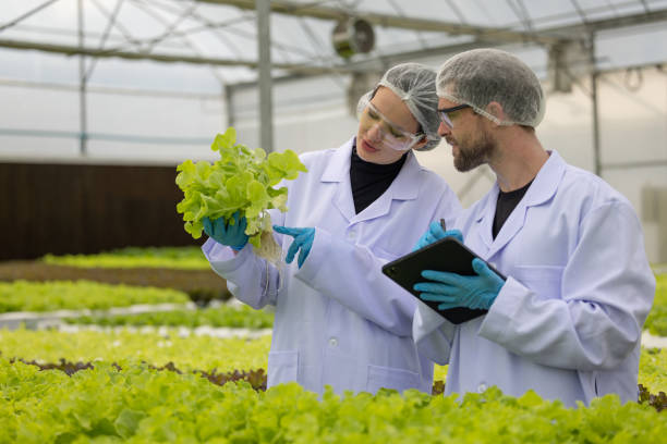 istock Hydroponic researcher accelerate plant growth in controlled greenhouse using pure solutions, samples 1645377159