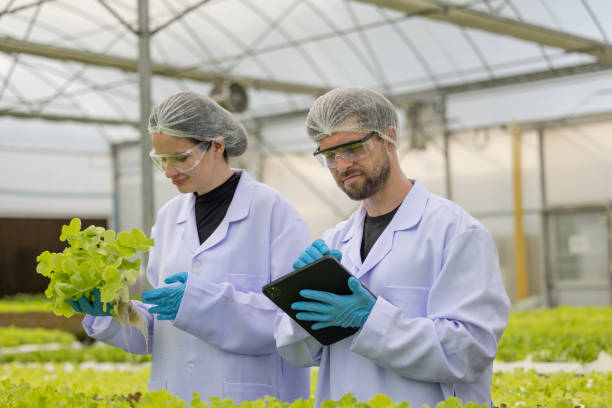 istock Hydroponic researcher accelerate plant growth in controlled greenhouse using pure solutions, samples 1645377248