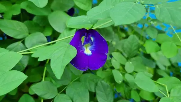 Photo of Close up of butterfly pea or bluebellvine or cordofan pea (Clitoria ternatea).