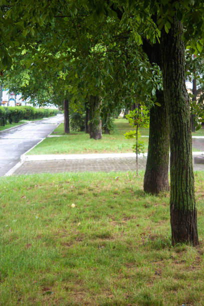 istock Leisure park area with trees and lawn after rain 1645379598