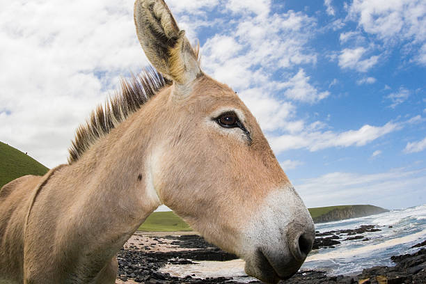 Closeup donkey at the beach South Africa stock photo