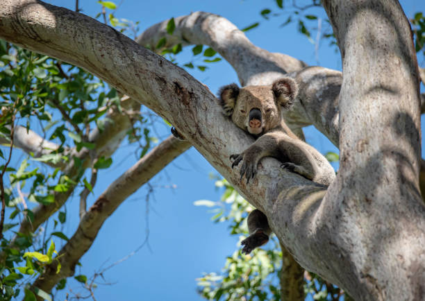 Koala on a tree. Beautiful koala on a sunny day. Blue sky. 
Gold Coast. (Phascolarctos cinereus) koala tree stock pictures, royalty-free photos & images