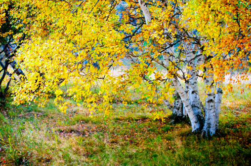 scene of autumn.yellow tree outdoor.adobe rgb 1998 use.