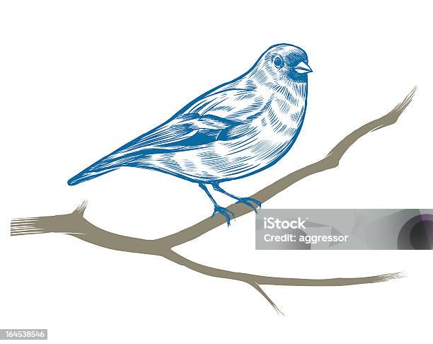 Ilustración de Dibujados A Mano Pinzón Vulgar y más Vectores Libres de Derechos de Fringilla - Fringilla, Ala de animal, Animal