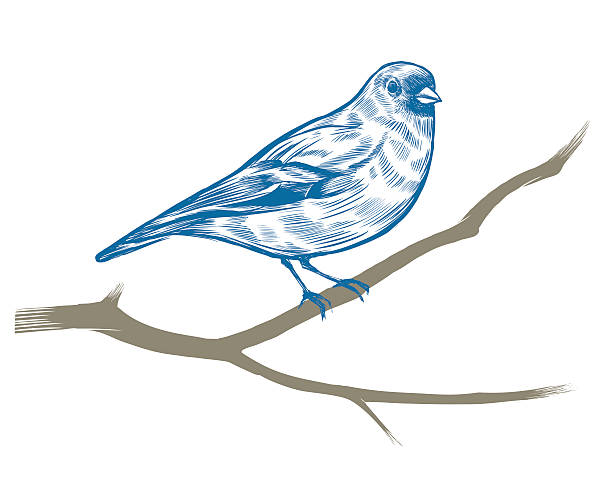 hand-drawn chaffinch vector art illustration