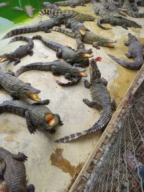 istock saltwater crocodile farm crocodile pond zoo 1645406704