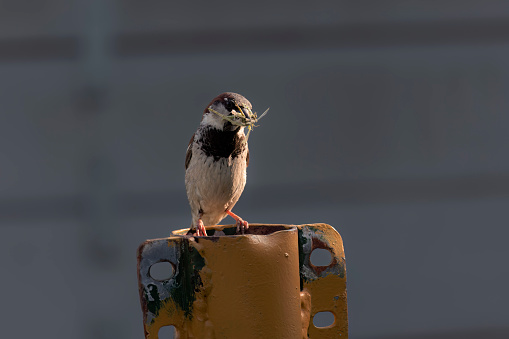 The House Sparrow (Passer domesticus) Male with food for young