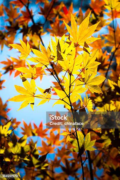 Foto de Ácer e mais fotos de stock de Abstrato - Abstrato, Ajardinado, Amarelo