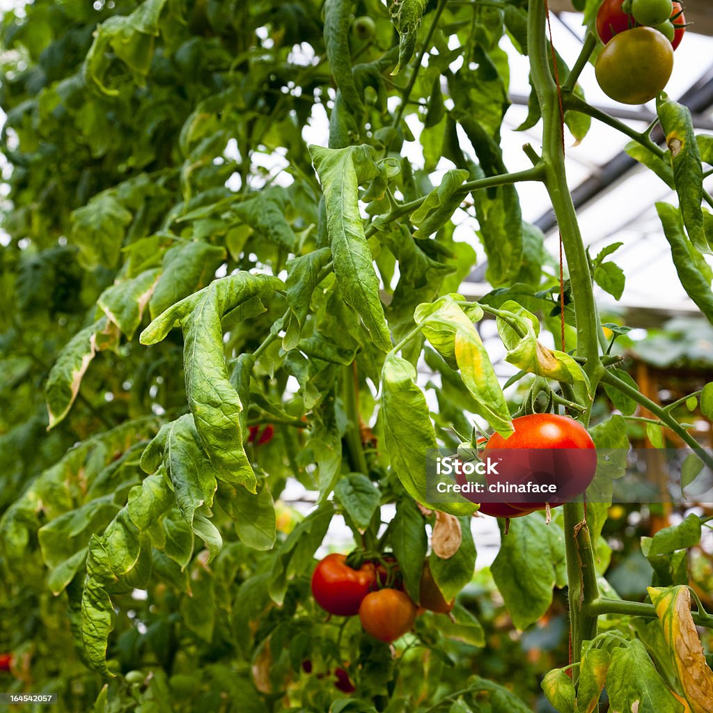 Rote, Reife Kirschtomaten On The Vine - Lizenzfrei Ast - Pflanzenbestandteil Stock-Foto
