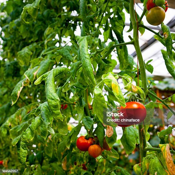 Rote Reife Kirschtomaten On The Vine Stockfoto und mehr Bilder von Ast - Pflanzenbestandteil - Ast - Pflanzenbestandteil, Bildhintergrund, Blatt - Pflanzenbestandteile