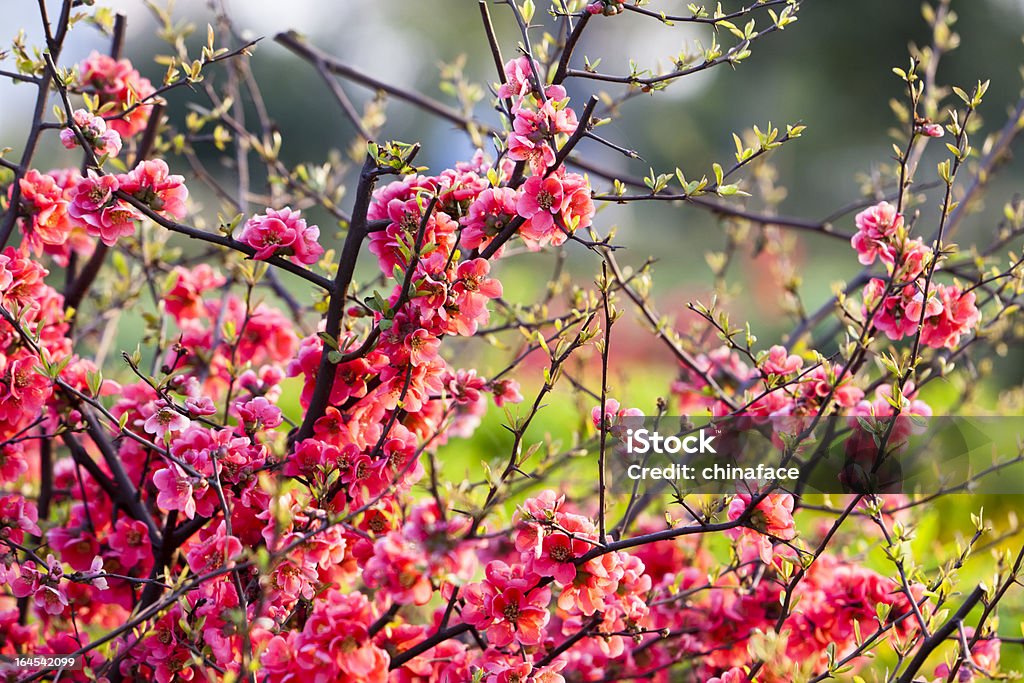 Flor de melocotón - Foto de stock de Aire libre libre de derechos