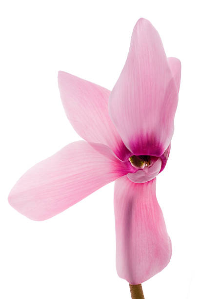 istock large isolated on white light pink flower 164542193