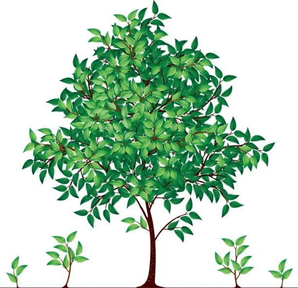 Vector illustration of Tree