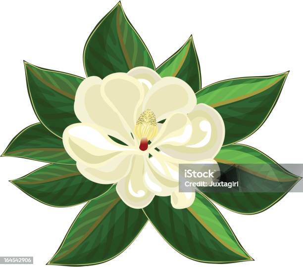 Vetores de Flor De Magnólia e mais imagens de Magnólia - Flor temperada - Magnólia - Flor temperada, Magnolia grandiflora, Ilustração e Pintura